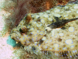 Peacock Flounder IMG 7630
